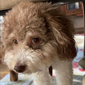 Meet your Posher, Anna